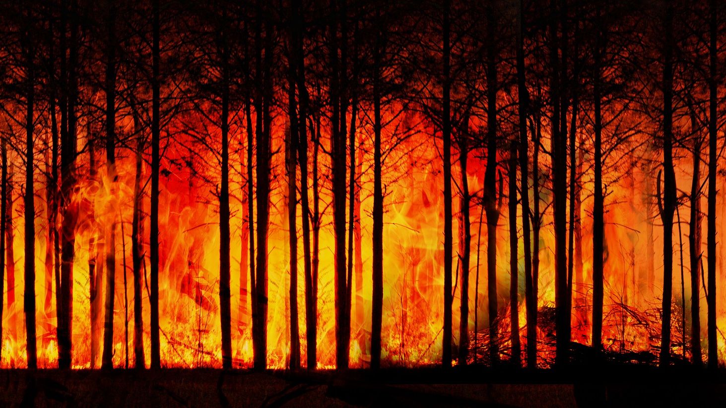 Forest, Fire - Climate Change