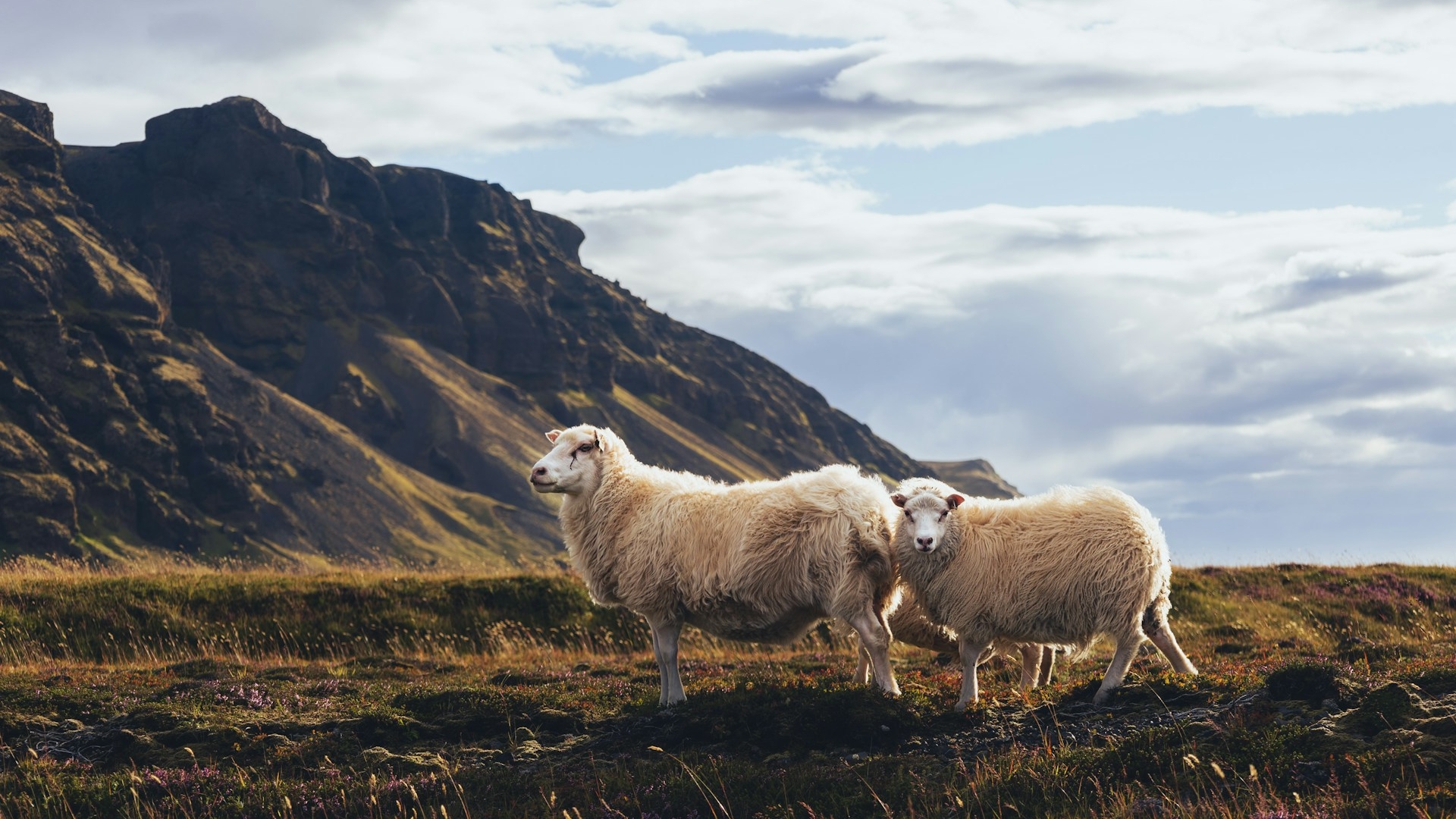 Iceland - Nature, Sheep