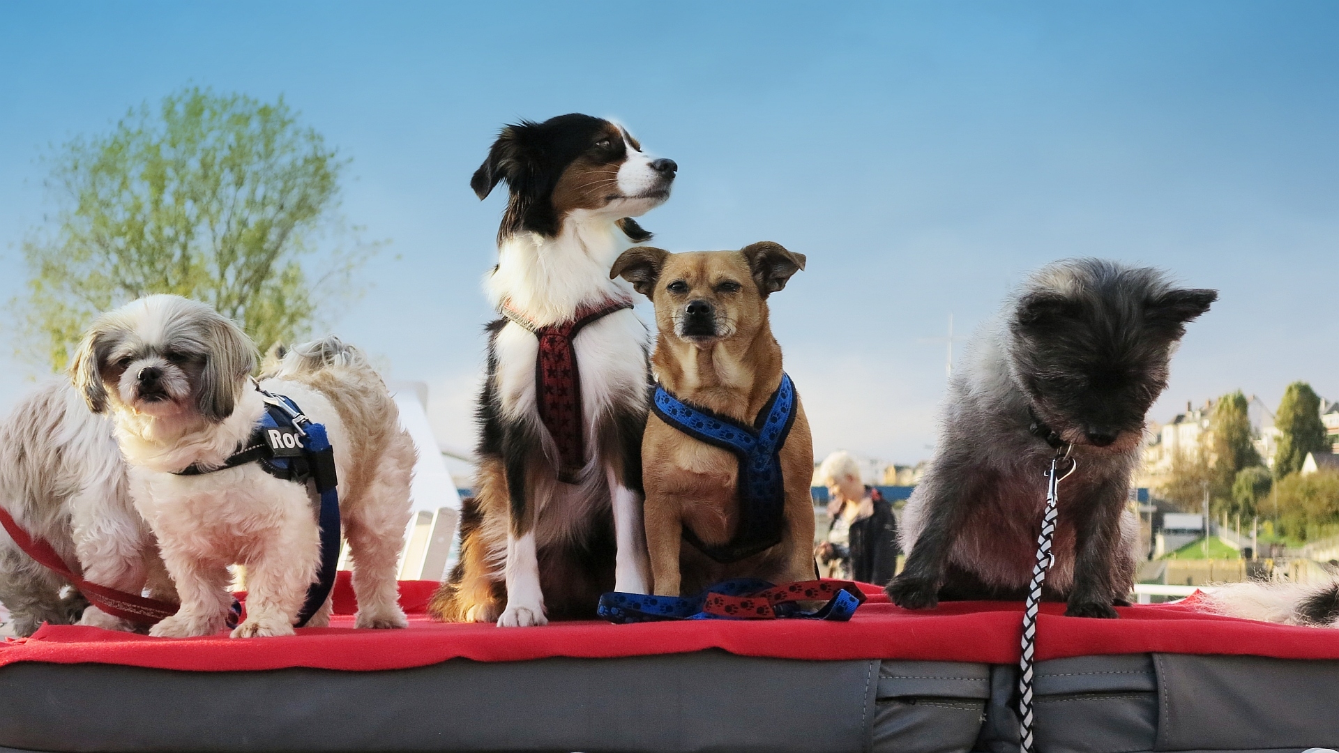 Auf den Hund gekommen: Flusskreuzfahrten