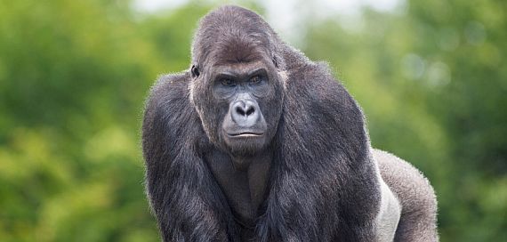 Der emotionale Gorilla