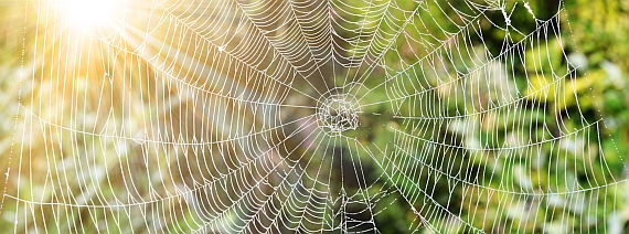 Der Gigant spinnt sein Netz weiter