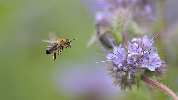 Biodiversity: The appeal to conscience