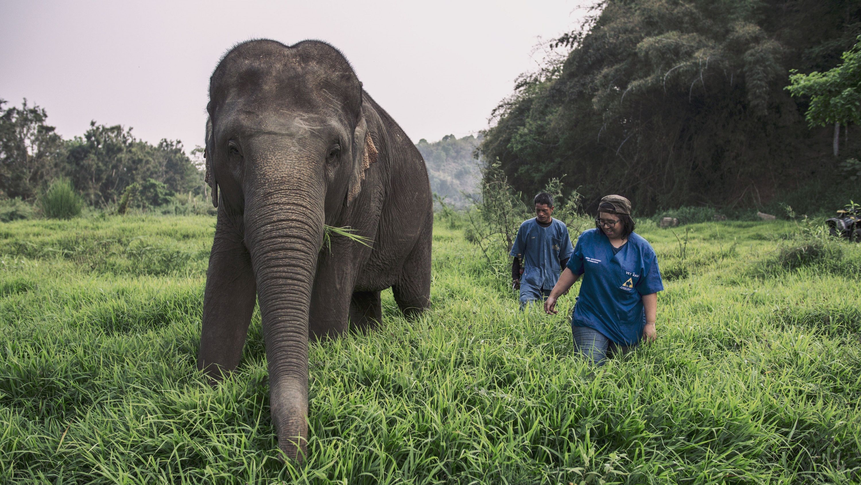 Elefant Golden Triangle