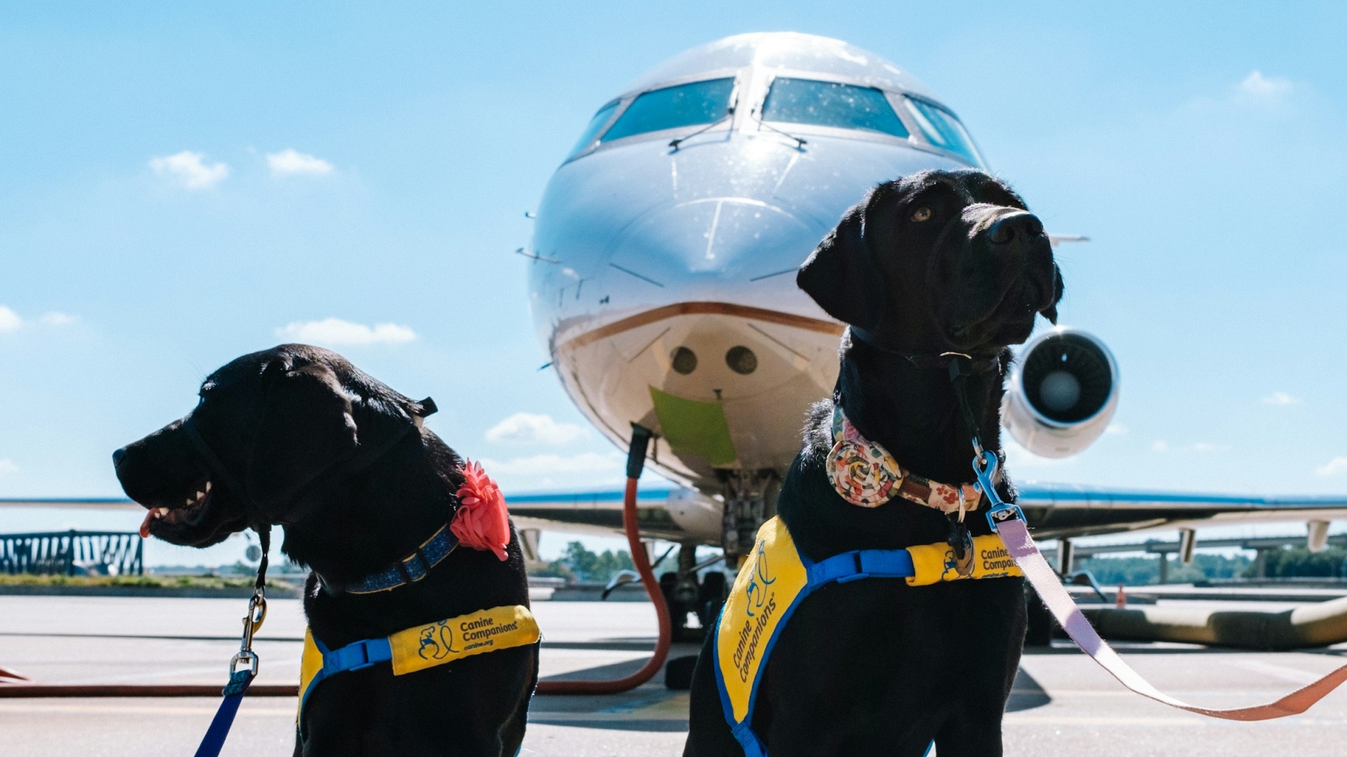 Dogs at the Airport, Aircraft