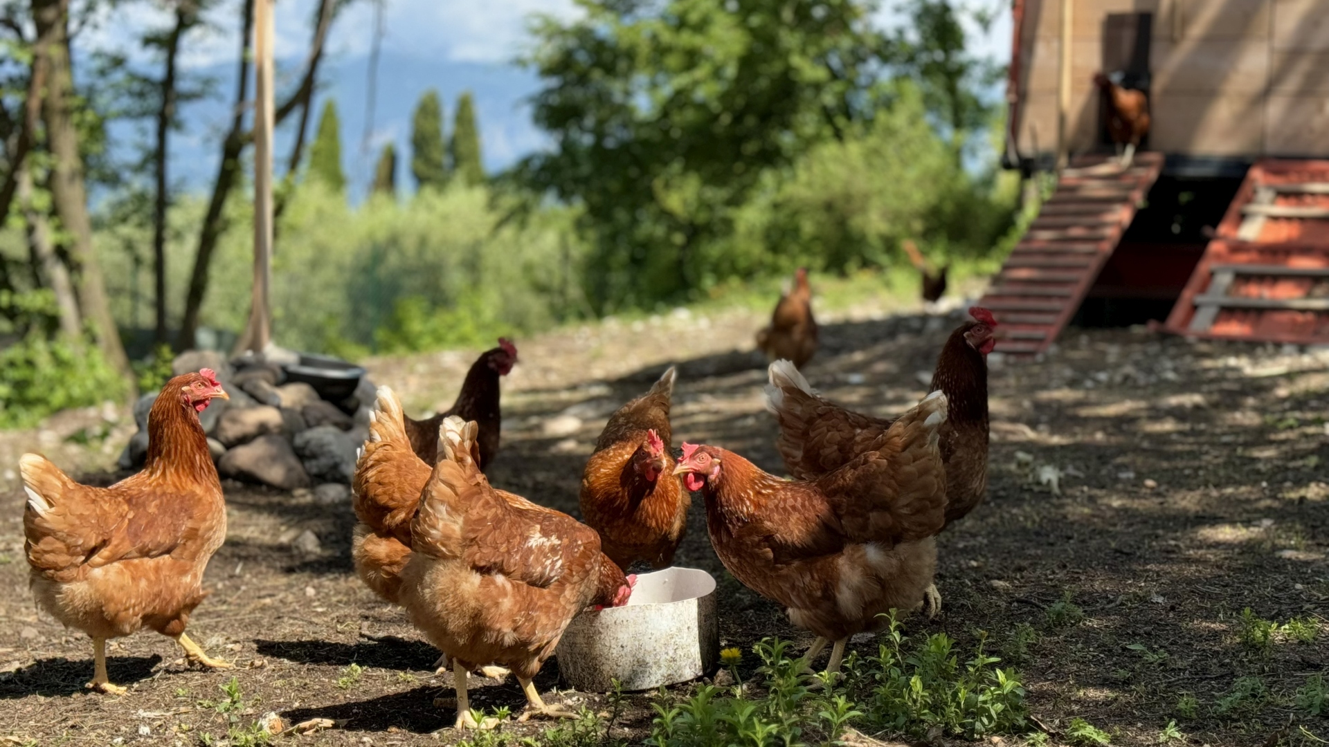 Hotel with chicken farm