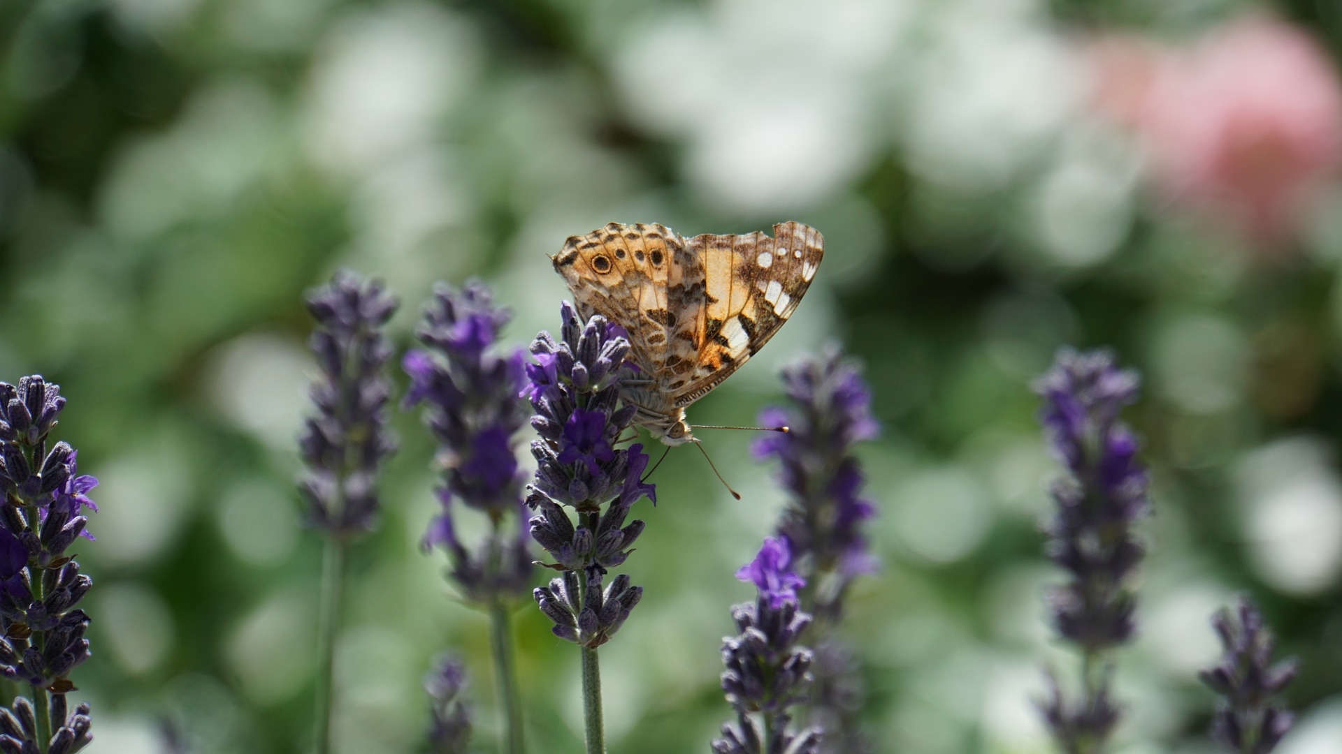 EU sagt Ja zu Biodiversität 