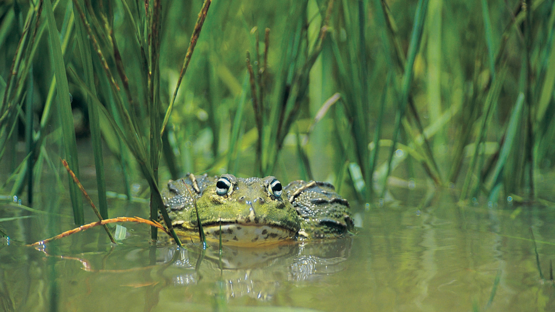 Germany's biodiversity in a fact check 