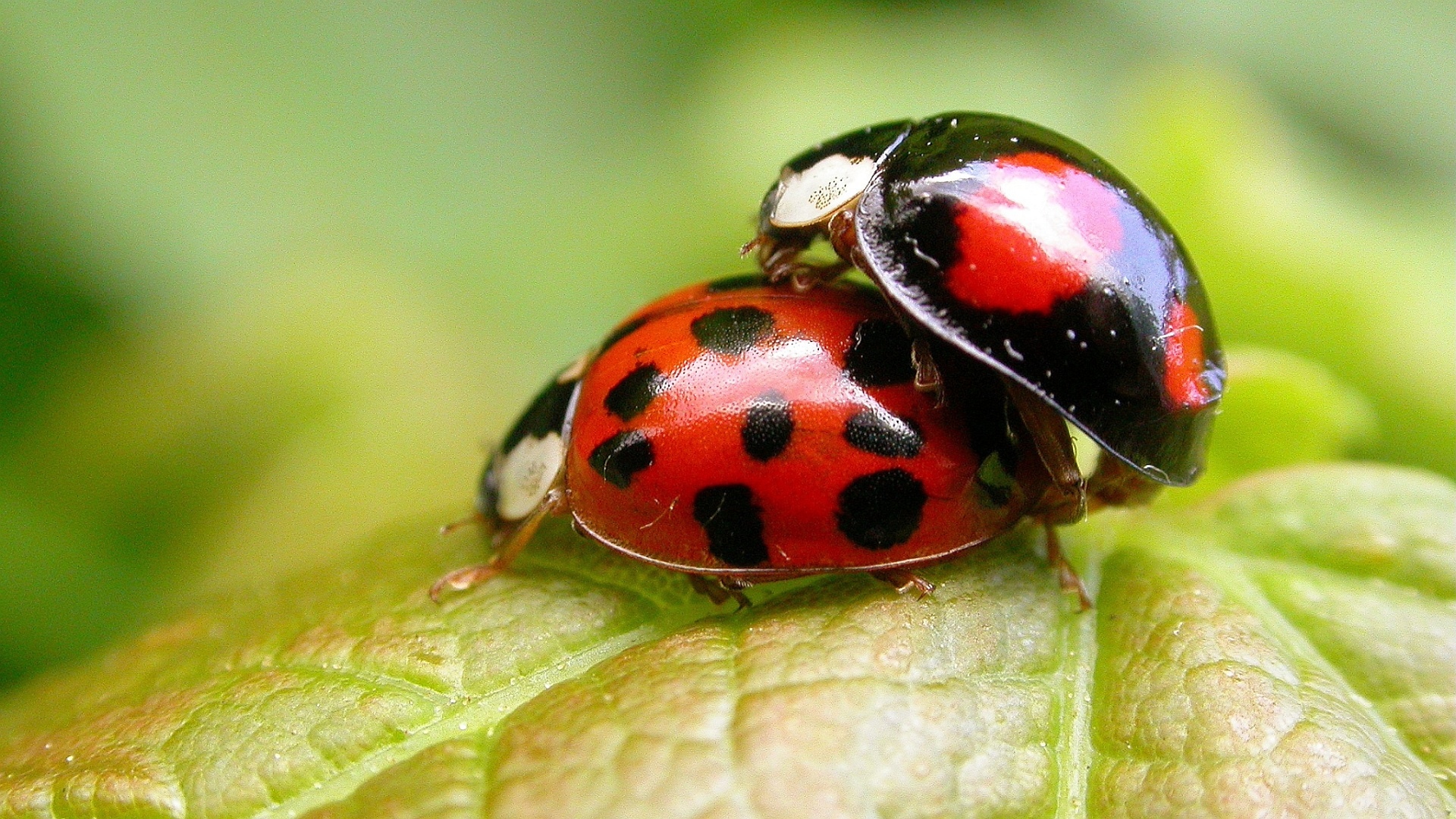 Massive ecological damage caused by invasive species 