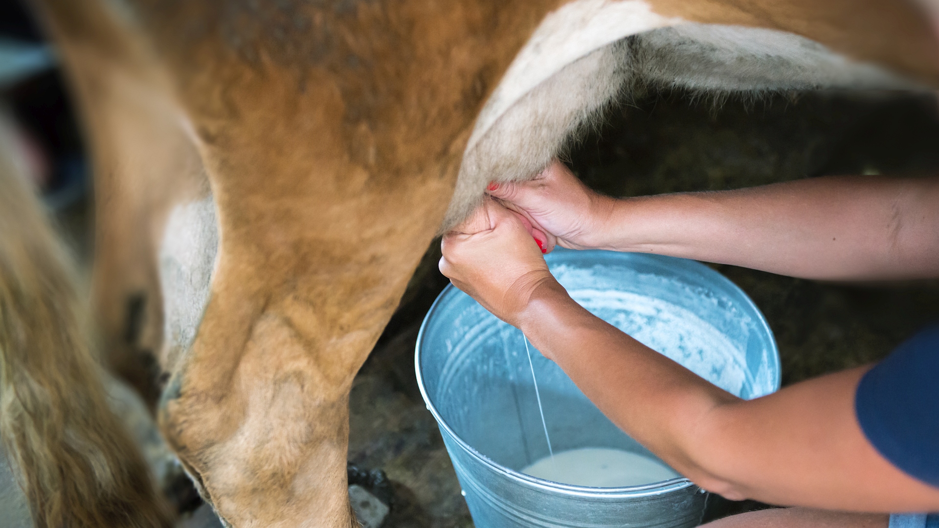 Die Cash Cow heisst Tourismus