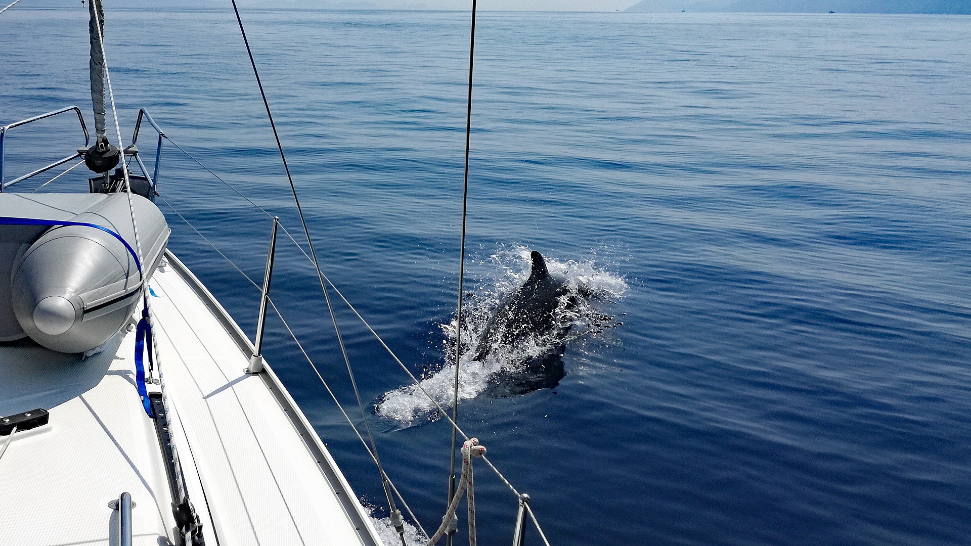 Adria-Delfine schützen: Per App melden